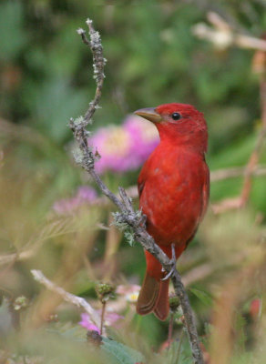 Summer Tanager