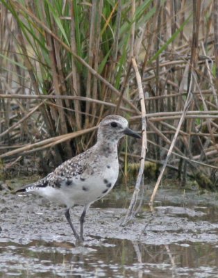 Black-bellied plover