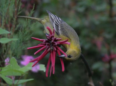 Orchard oriole