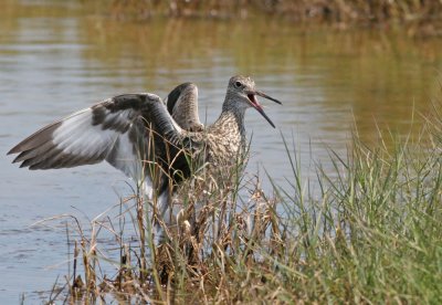 Willet