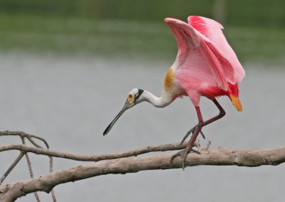 Roseate Spoonbill