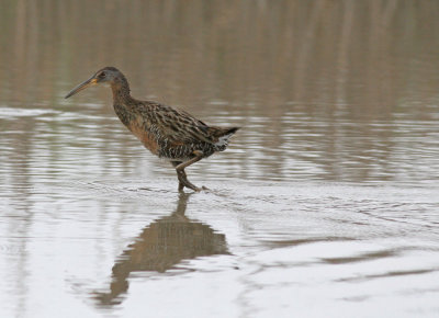 Clapper rail
