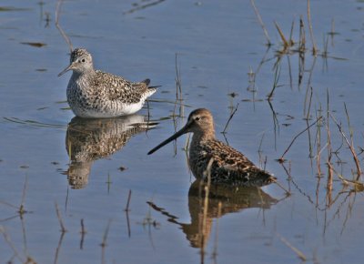 Long-billed Dowitcher and LesserYellowlegs