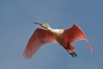 Roseate Spoonbill