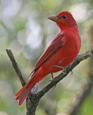 Summer Tanager