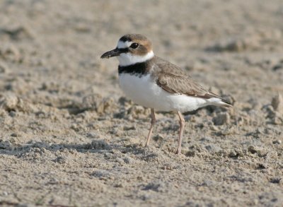 Wilson's plover