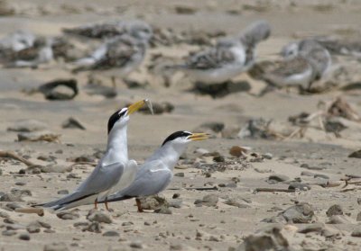 Least terns courting