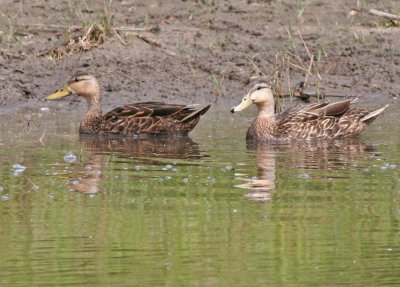 Mottled Ducks