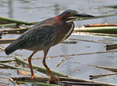 Green Heron