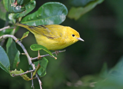 Yellow Warbler