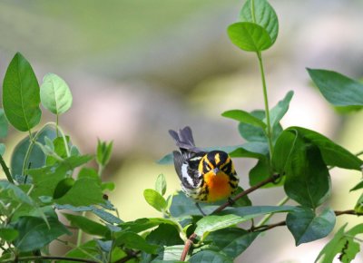Blackburnian warbler