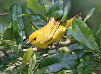 Yellow Warbler