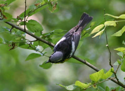 Magnolia warbler