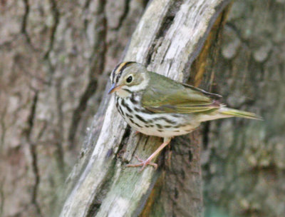 Ovenbird