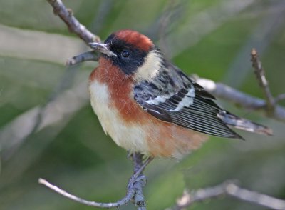 Bay-breasted warbler