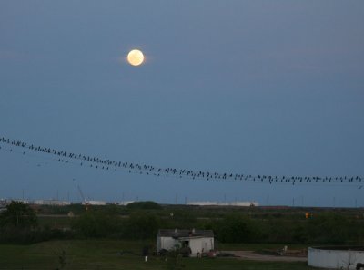 Cormorants on the wires