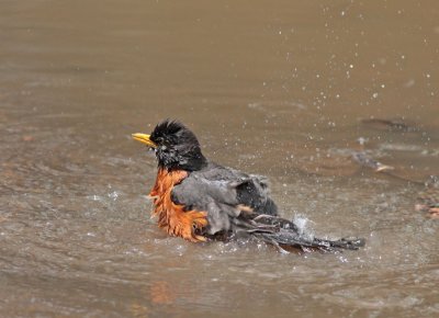 American Robin