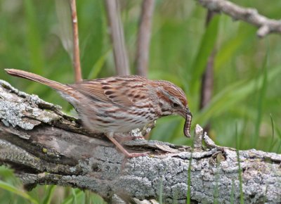 Song sparrow (IL)