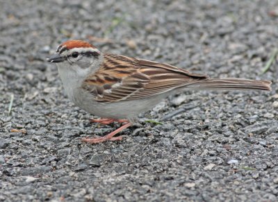 Chipping sparrow