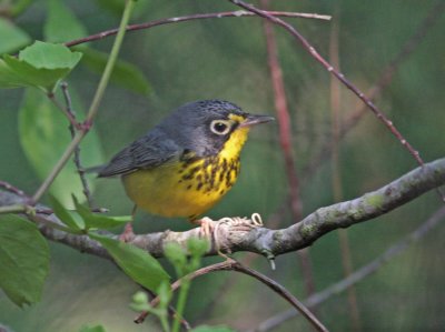 Canada warbler