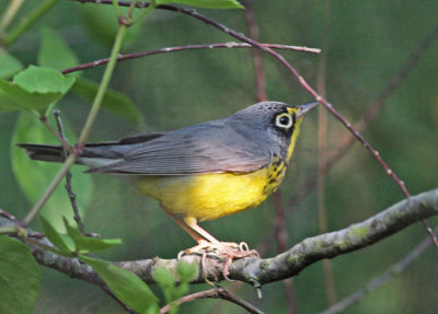 Canada warbler