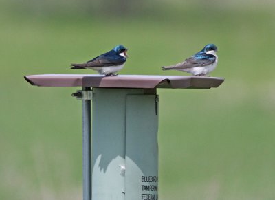 Tree Swallows