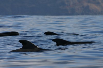 Pilot Whales