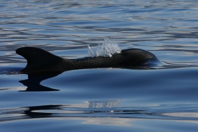 Pilot Whale