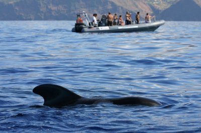 Pilot Whale