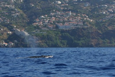 Bryde's Whale