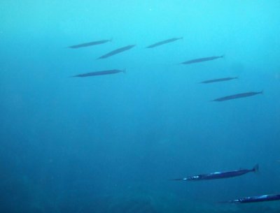 Atlantic Needlefish