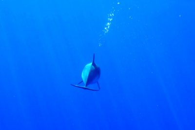 Spotted Dolphin