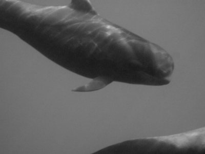 Pilot Whale