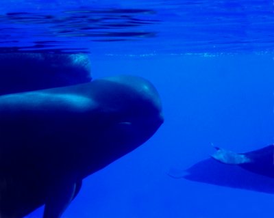 Pilot Whales
