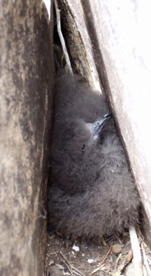 Day-trip to the Desertas - young chick of a Bulwer's Petrel