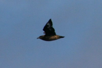 Great Skua
