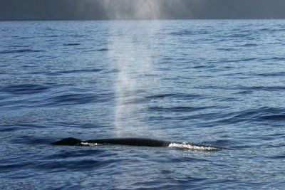 Day-trip to the Desertas - Bryde's Whale near Funchal