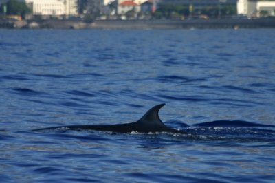 Bryde's Whale