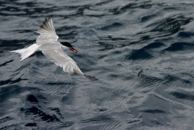 Day-trip to the Desertas - a Common Tern