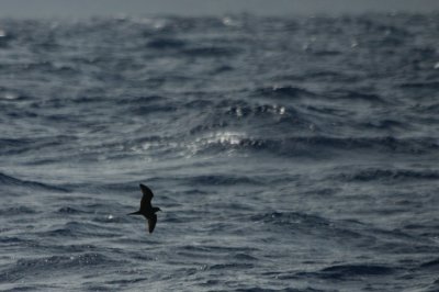 Day-trip to the Desertas - Bulwer's Petrel