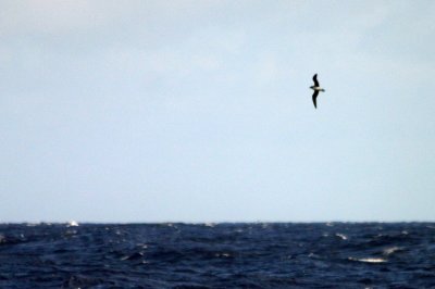 Day-trip to the Desertas - Fea's Petrel