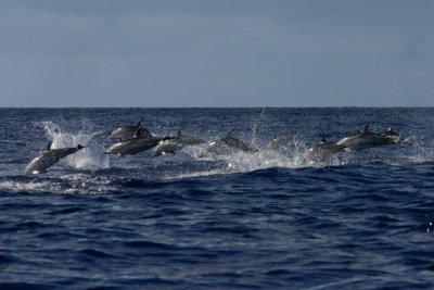 Striped Dolphins