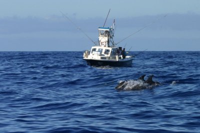Bottlenose Dolphins