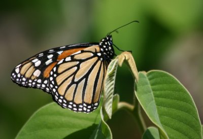 Monarch Butterfly - Jardim Botanico