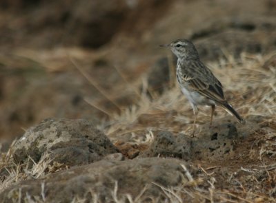 Berthelot's Pipit