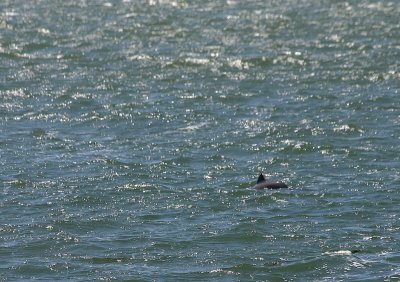 Harbour Porpoise