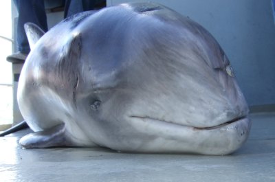 Dead juvenile Harbour Porpoise