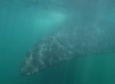 Right Whale I