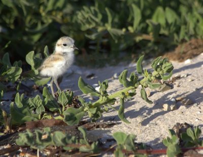 White Fronted Plover I