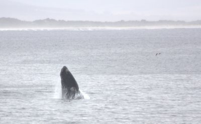 Breaching Right Whale  I